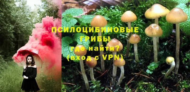 хочу   Камышин  Галлюциногенные грибы MAGIC MUSHROOMS 